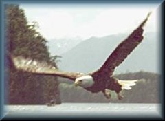 Bald Eagle