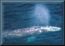 Gray Whale