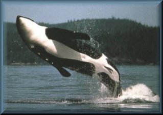 Orca