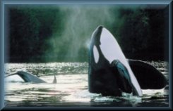 Orca