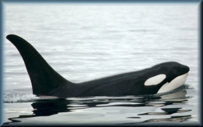 Orca