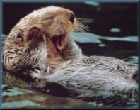 Sea Otter