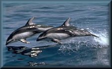 White Sided Pacific Dolphin