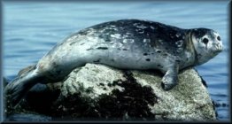 Harbour Seal