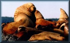Sea Lions
