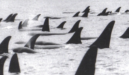 Residents Resting