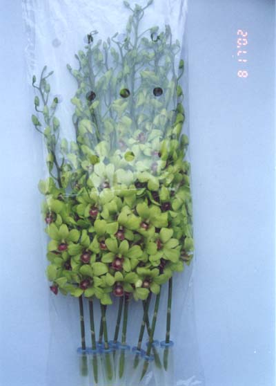 Burana