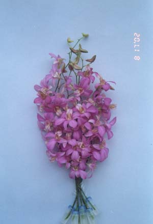 dendrobium candy