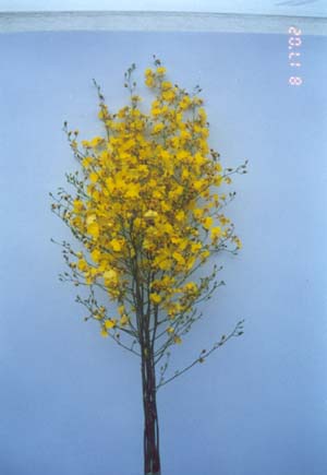 Oncidium