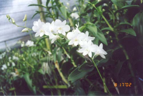 white jumbo