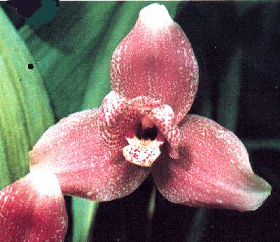 Lycaste Auburn