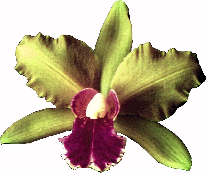 Cattleya bicolor