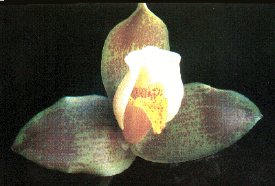 Lycaste deppei ;Putnam'
