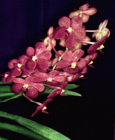 Moderfn vandaceous hybrid