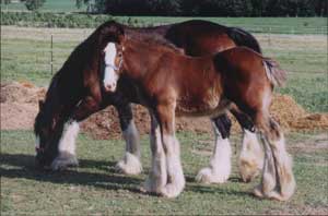 Broodmare and filly from 'PJ'