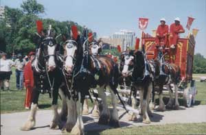 Six Horse Hitch