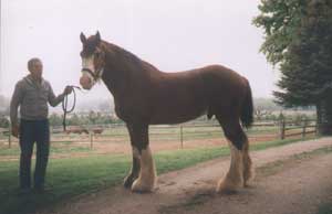Standing at Stud, PJ