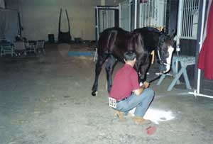 Prepping for show