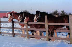 Left to right: Luke, Annie, Libby, Gabby