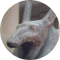 enter path of Anubis