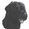 The Black Russian Terrier Webring