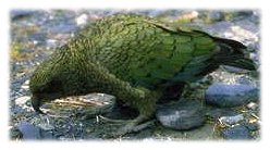 Kea