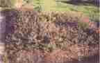 Purple carpet verbenum is an attractive groundcover.