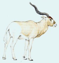 Addax