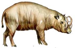 Male babirusa