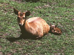 Calamian deer