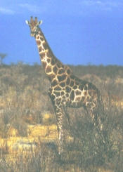 Giraffe