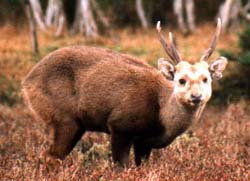 Hog deer