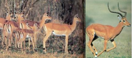 Impala