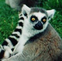Ring-tailed lemur