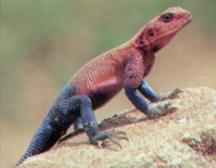 Red-headed agama
