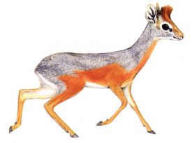 Salt's dik dik
