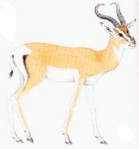 Soemmerring's gazelle