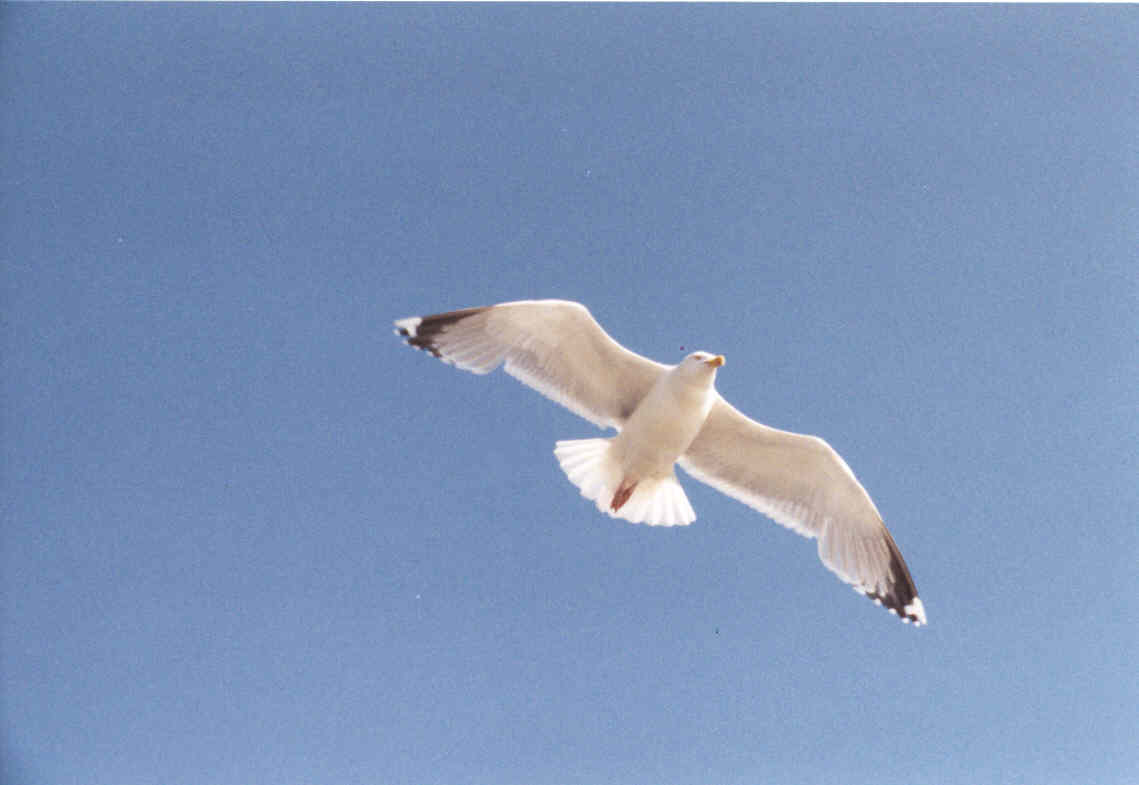seagull1.jpg (28036 bytes)