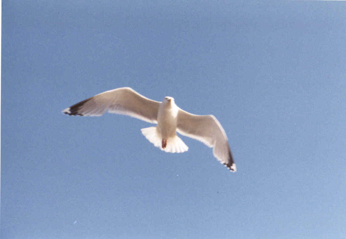 seagull2.jpg (28899 bytes)