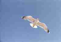 seagull_tn.jpg (1459 bytes)
