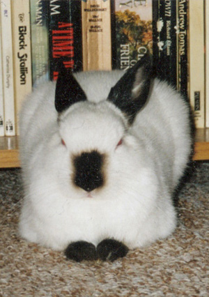 A picture of Slishy