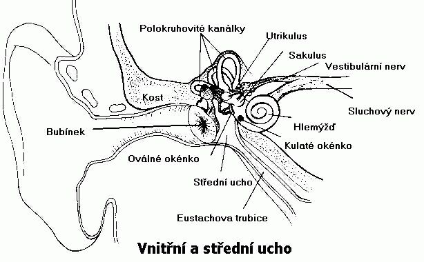 Ucho Człowieka Składa Się Z Trzech Części Bez titulku