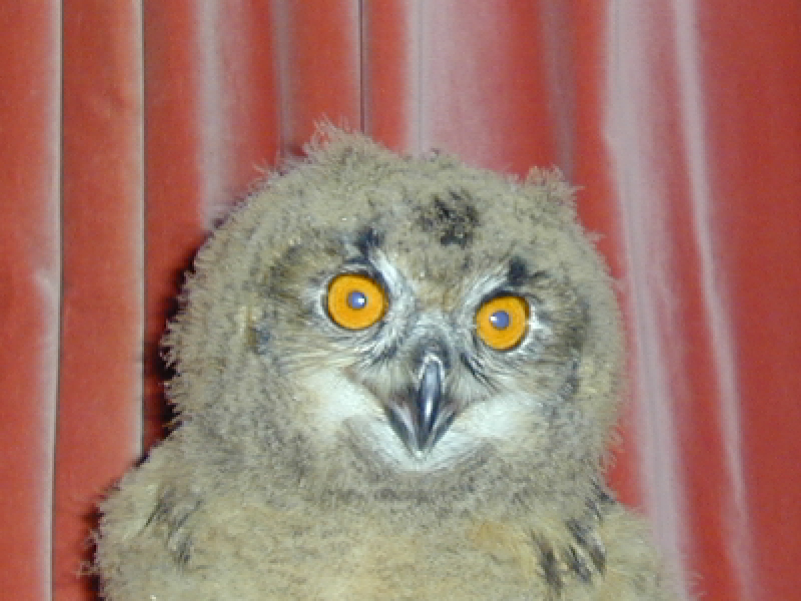 Amber the European Eagle Owl - Ray Scott's site