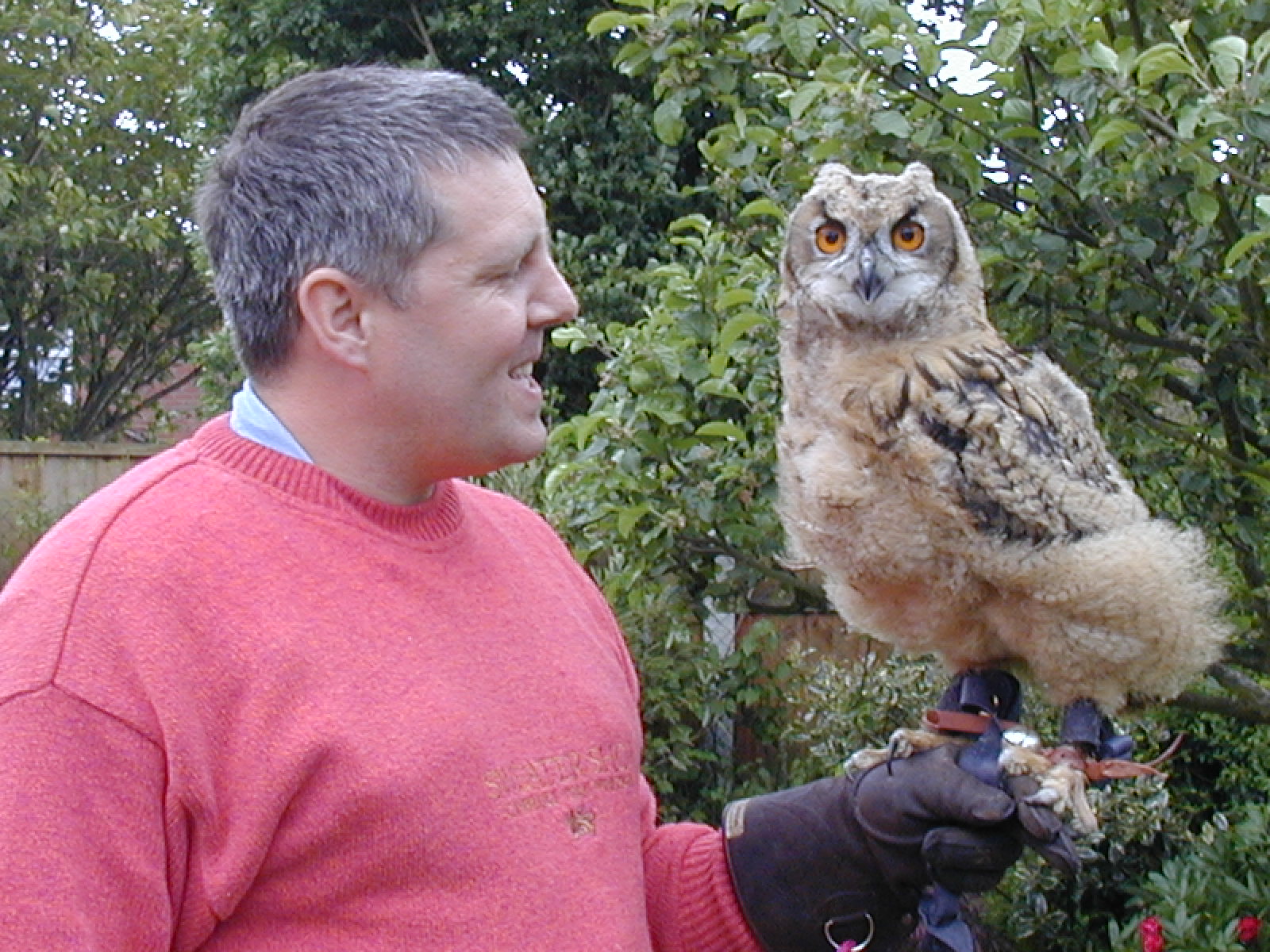 Ray with his European Eagle Owl, Amber