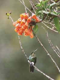 Eriocnemis vestitus. Foto A. Gutierrez