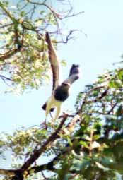 Geranoaetus melanoleucus  (A. Guti&eacute;rrez)