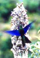E. Carrillio Ch.