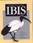 Ibis