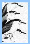 water bird society