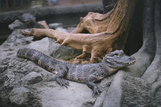 Alligator